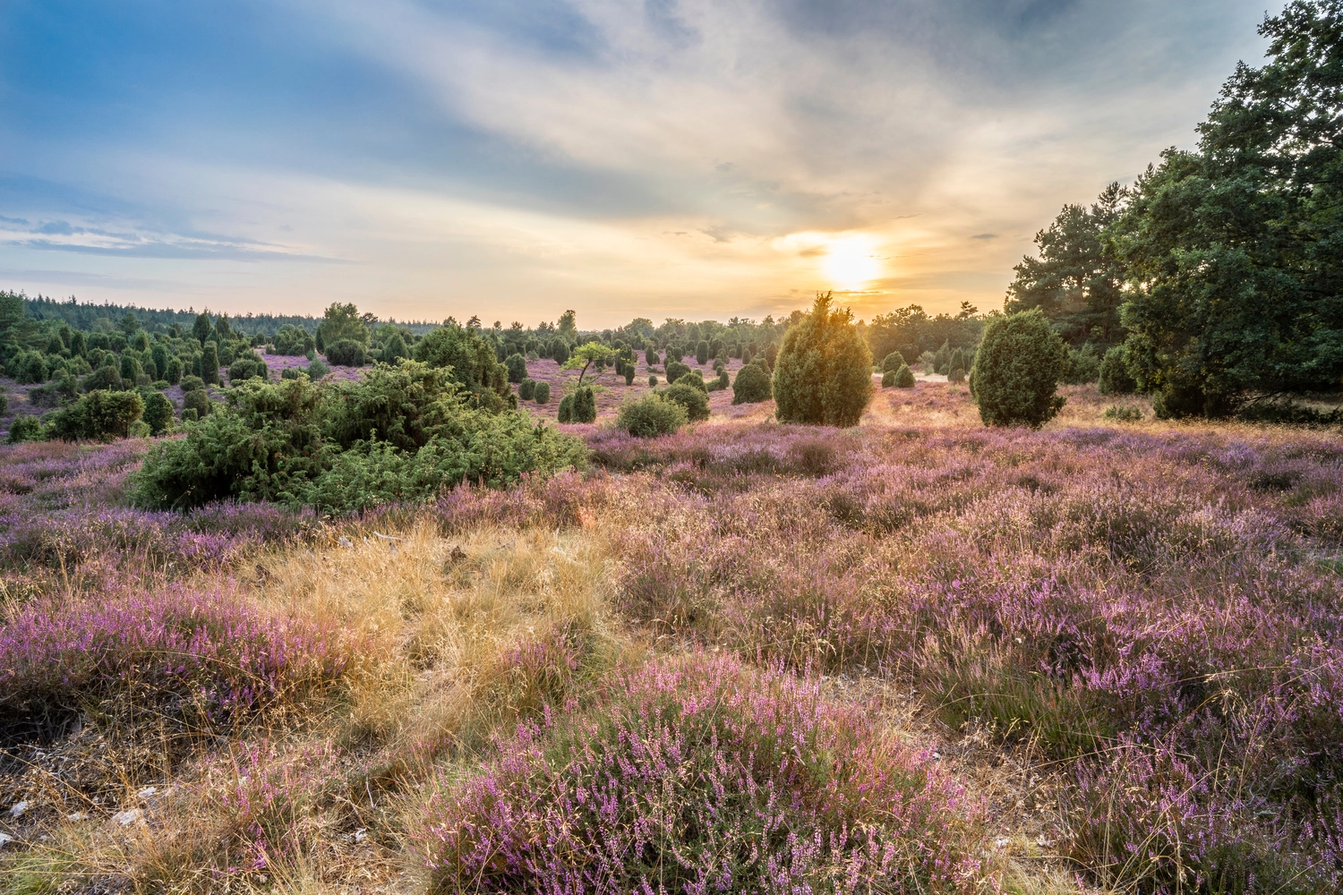 Tierärztliche Praxis für Pferde – Landschaft mit blühendem Heidekraut in der Lüneburger Heide nahe dem Wilsedeberg, Niedersachsen, Deutschland, Landschaft