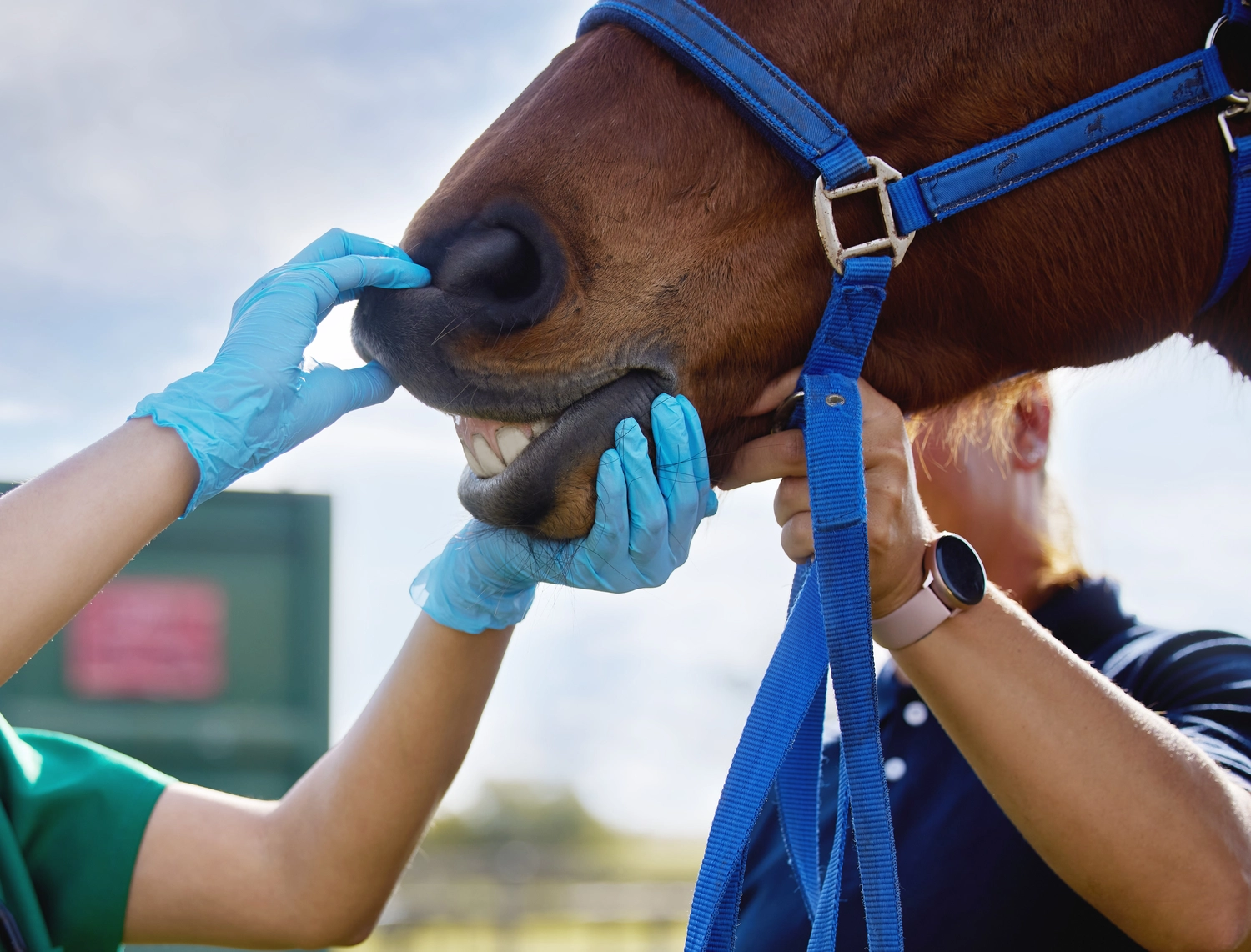 Tierärztliche Praxis für Pferde – Ein Tierarzt in blauen Handschuhen untersucht die Zähne eines Pferdes, während eine andere Person dessen blaues Halfter festhält.