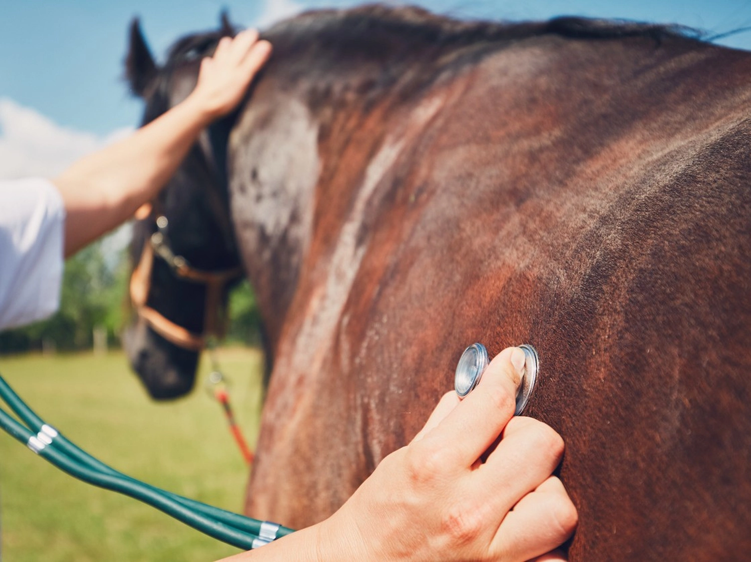 Tierärztliche Praxis für Pferde – Eine Person untersucht mit einem Stethoskop im Freien unter blauem Himmel den Gesundheitszustand eines braunen Pferdes.