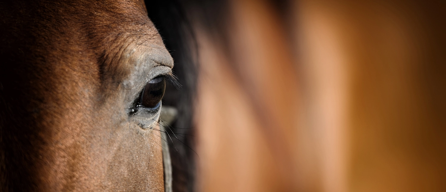 Tierärztliche Praxis für Pferde – Nahaufnahme des Auges und des Gesichts eines Pferdes vor einem Hintergrund mit sanfter, verschwommener, warmer Beleuchtung.